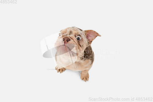 Image of Merle French Bulldog playing on white studio background