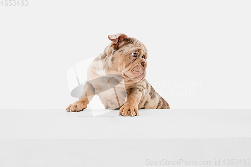 Image of Merle French Bulldog playing on white studio background