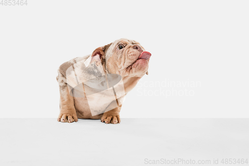 Image of Merle French Bulldog playing on white studio background