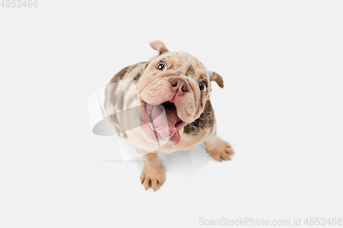 Image of Merle French Bulldog playing on white studio background