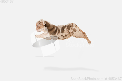 Image of Merle French Bulldog playing on white studio background