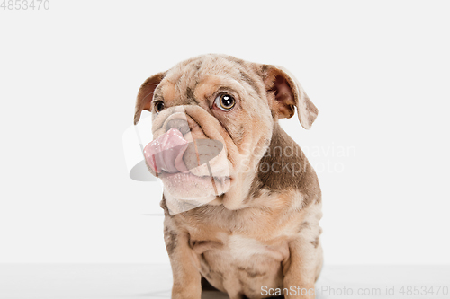 Image of Merle French Bulldog playing on white studio background