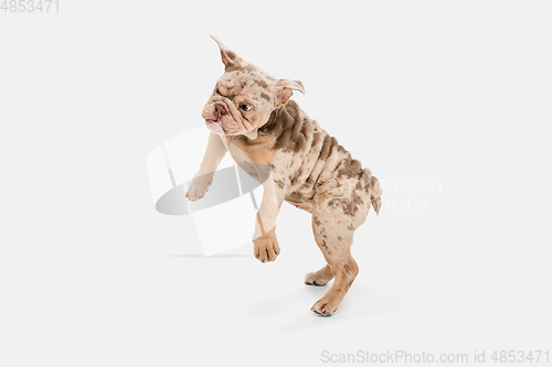 Image of Merle French Bulldog playing on white studio background