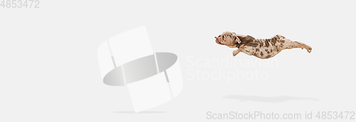 Image of Merle French Bulldog playing on white studio background