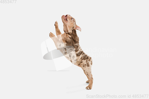 Image of Merle French Bulldog playing on white studio background