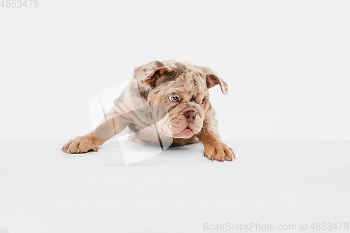 Image of Merle French Bulldog playing on white studio background