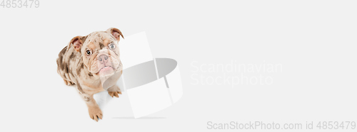 Image of Merle French Bulldog playing on white studio background