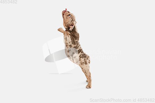 Image of Merle French Bulldog playing on white studio background