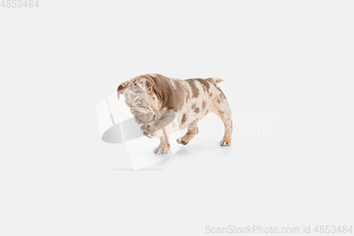 Image of Merle French Bulldog playing on white studio background