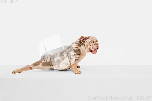 Image of Merle French Bulldog playing on white studio background