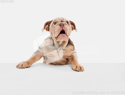 Image of Merle French Bulldog playing on white studio background