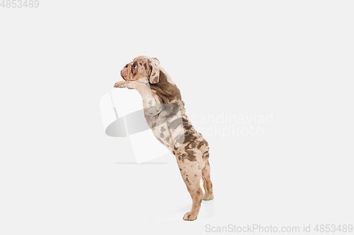 Image of Merle French Bulldog playing on white studio background