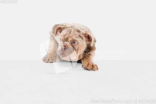 Image of Merle French Bulldog playing on white studio background