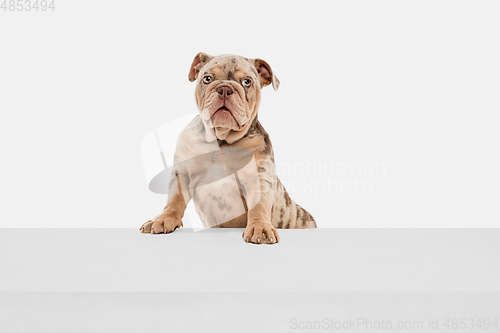 Image of Merle French Bulldog playing on white studio background