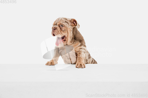 Image of Merle French Bulldog playing on white studio background