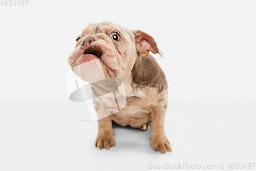 Image of Merle French Bulldog playing on white studio background