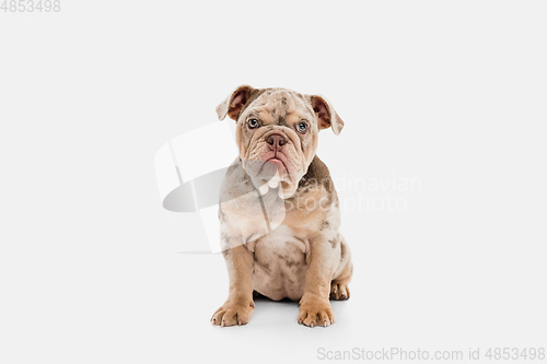 Image of Merle French Bulldog playing on white studio background