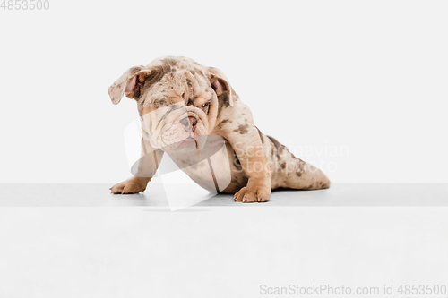 Image of Merle French Bulldog playing on white studio background