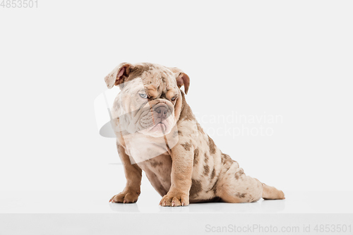 Image of Merle French Bulldog playing on white studio background