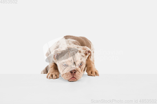 Image of Merle French Bulldog playing on white studio background