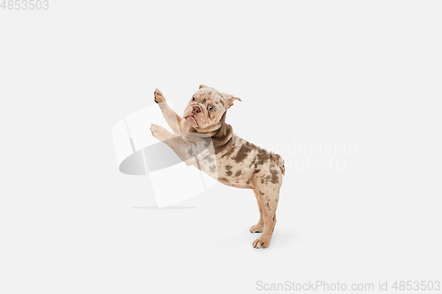 Image of Merle French Bulldog playing on white studio background