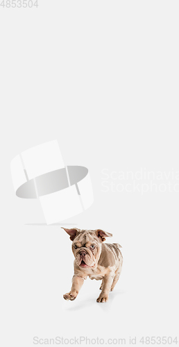 Image of Merle French Bulldog playing on white studio background