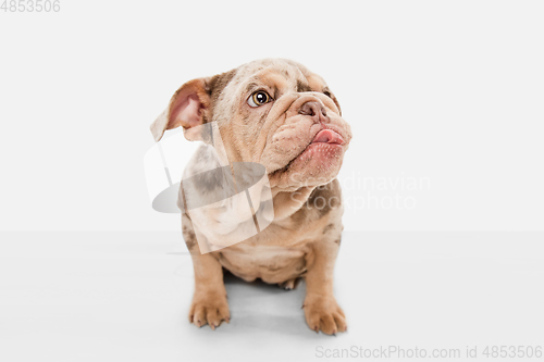 Image of Merle French Bulldog playing on white studio background