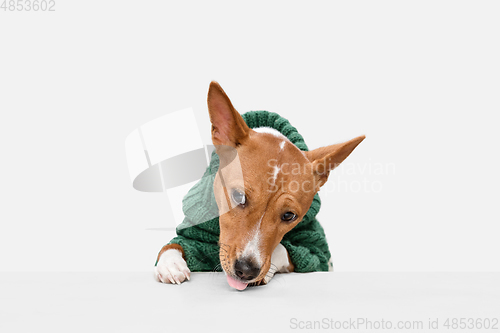 Image of Cute puppy of Basenji dog posing in green sweater isolated over white background