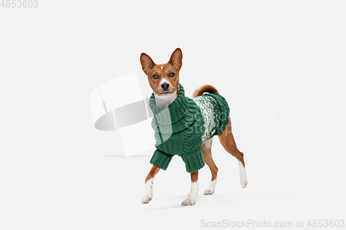 Image of Cute puppy of Basenji dog posing in green sweater isolated over white background