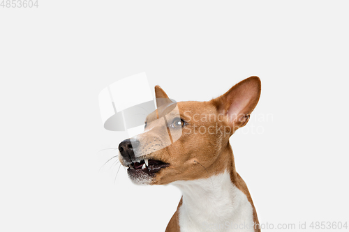 Image of Cute puppy of Basenji dog posing isolated over white background