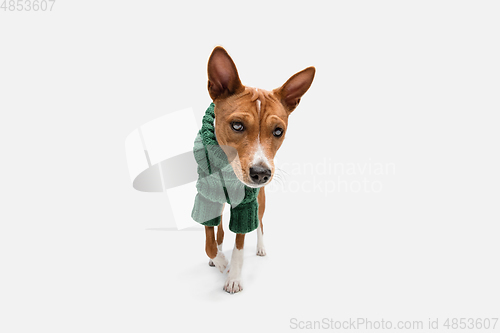 Image of Cute puppy of Basenji dog posing in green sweater isolated over white background