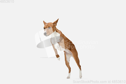 Image of Cute puppy of Basenji dog posing isolated over white background