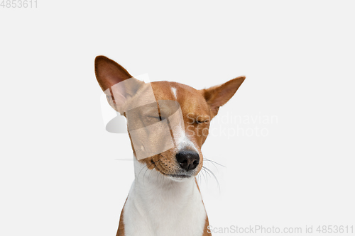 Image of Cute puppy of Basenji dog posing isolated over white background