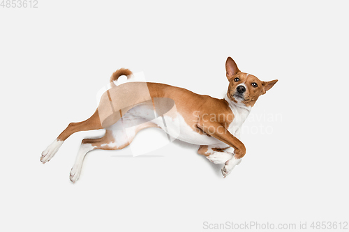 Image of Cute puppy of Basenji dog posing isolated over white background