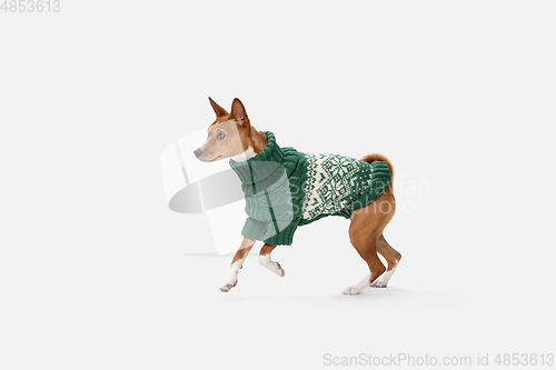 Image of Cute puppy of Basenji dog posing in green sweater isolated over white background