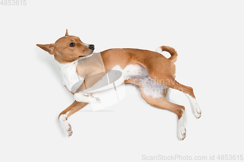 Image of Cute puppy of Basenji dog posing isolated over white background