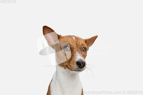 Image of Cute puppy of Basenji dog posing isolated over white background