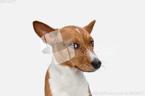 Image of Cute puppy of Basenji dog posing isolated over white background