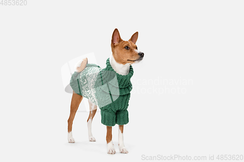 Image of Cute puppy of Basenji dog posing in green sweater isolated over white background