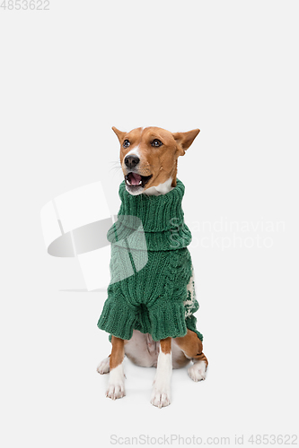 Image of Cute puppy of Basenji dog posing in green sweater isolated over white background