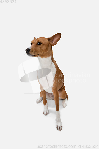 Image of Cute puppy of Basenji dog posing isolated over white background