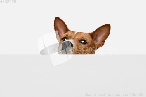 Image of Cute puppy of Basenji dog posing isolated over white background