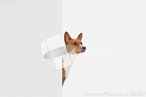 Image of Cute puppy of Basenji dog posing isolated over white background