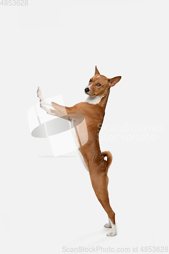 Image of Cute puppy of Basenji dog posing isolated over white background