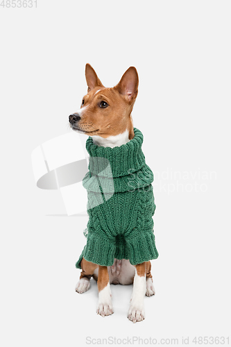 Image of Cute puppy of Basenji dog posing in green sweater isolated over white background