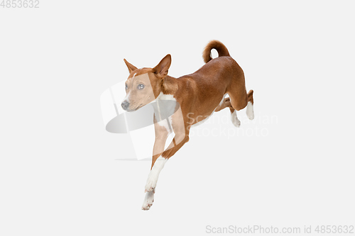 Image of Cute puppy of Basenji dog posing isolated over white background