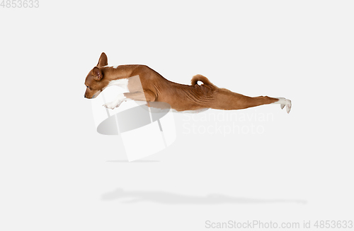 Image of Cute puppy of Basenji dog posing isolated over white background