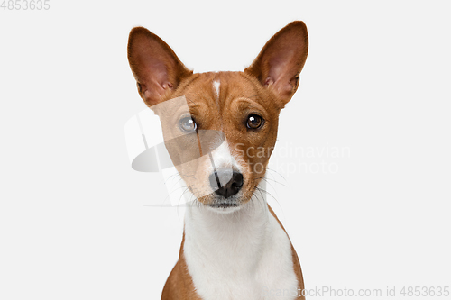 Image of Cute puppy of Basenji dog posing isolated over white background