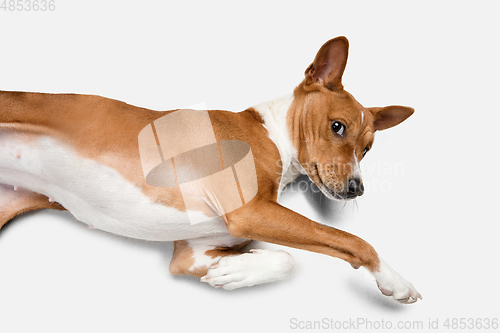 Image of Cute puppy of Basenji dog posing isolated over white background