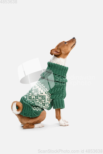 Image of Cute puppy of Basenji dog posing in green sweater isolated over white background